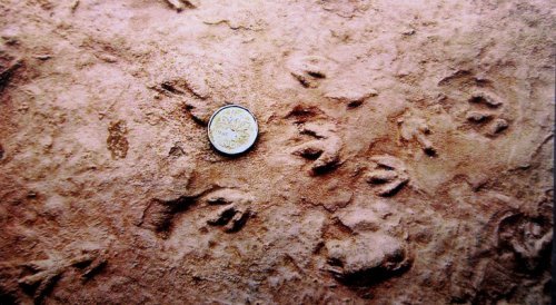 Parrsboro Smallest Dinosaur Footprint