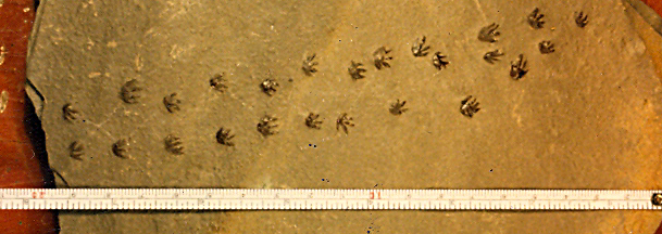 Carboniferous-trackway