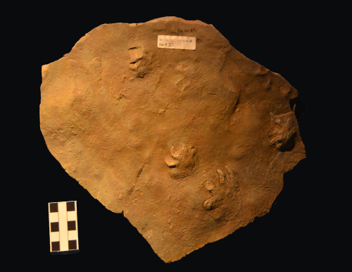 Fossil Footprints from Fox River, Nova Scotia