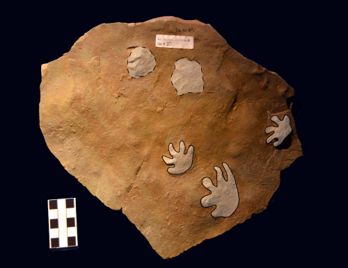 Fossil footprints shaded