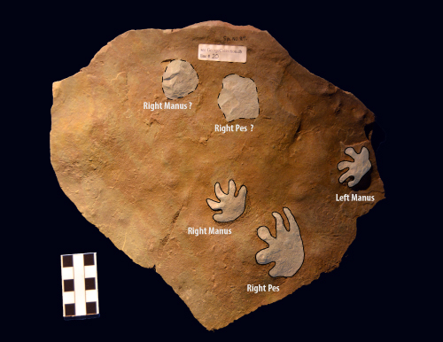 Fossil footprints labeled with right and left, manus and pes.